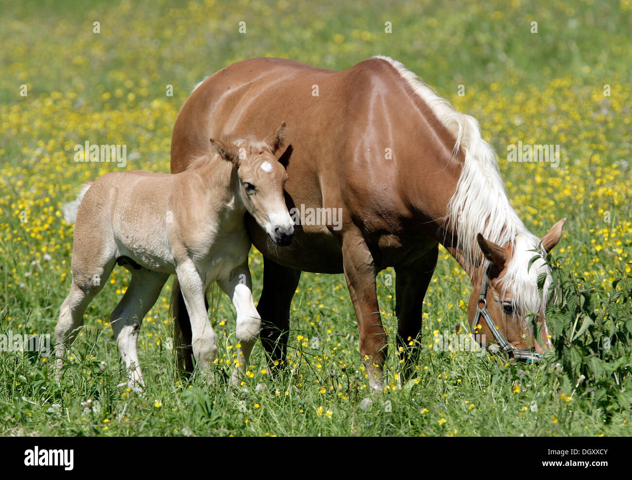 Cavalli avelignesi (Equus caballus), il mare e il puledro su un prato in Eng, Tirolo, Austria, Europa Foto Stock
