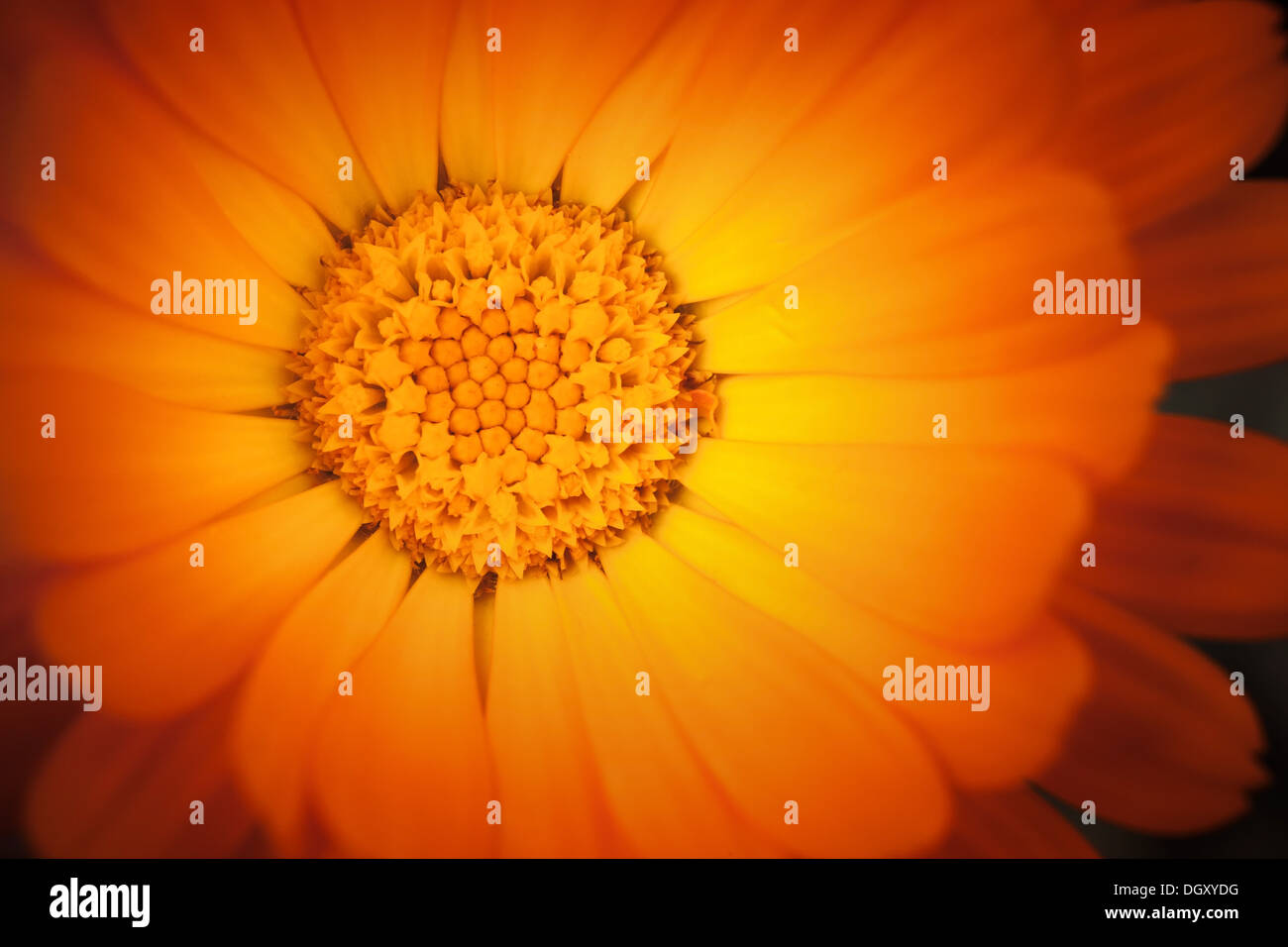 Foto macro di giallo arancio fiori di calendula Foto Stock