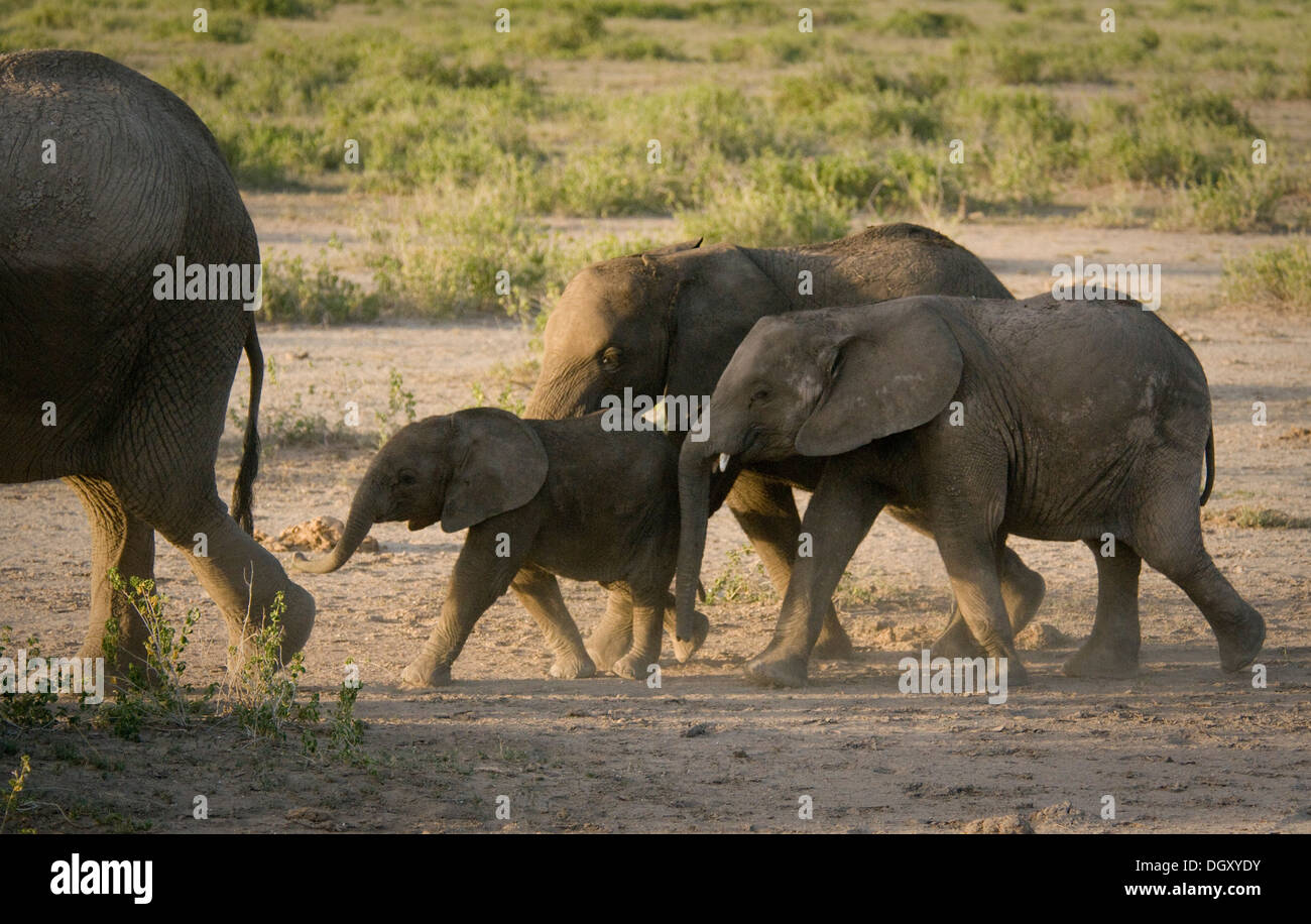 Tre giovani elefanti di diversa età seguenti adulto Foto Stock