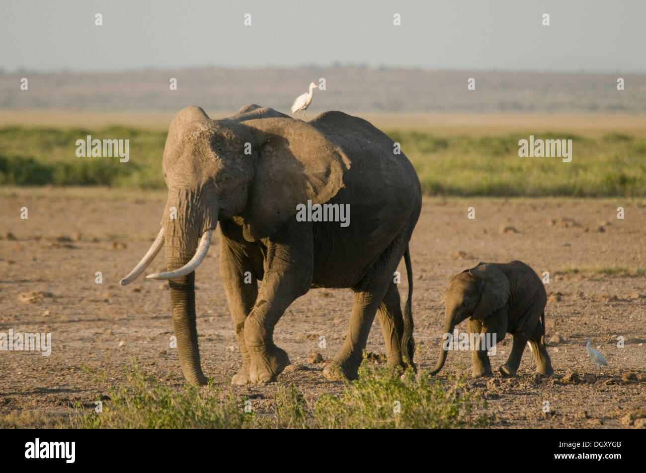 Elefante africano e per i giovani uno walking-airone guardabuoi su pazienti adulti con la schiena Foto Stock