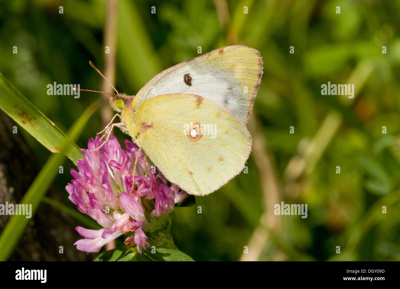 Femmina di Berger offuscato giallo, Colias alfacariensis avanzamento sul trifoglio rosso Foto Stock