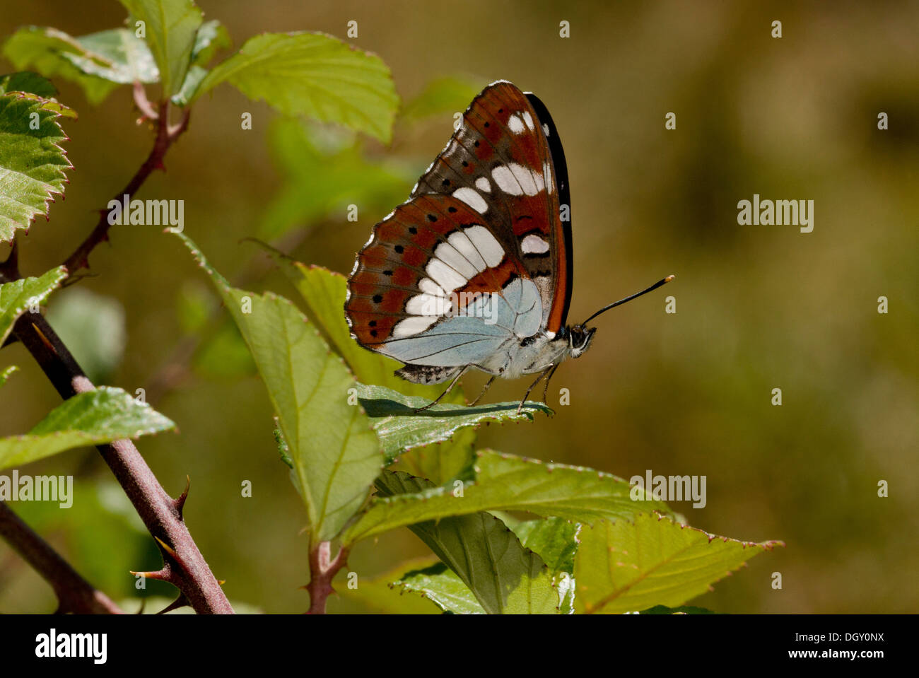 Bianco del sud Admiral, Limenitis reducta risolte con ante chiuse. Brenne, Francia. Foto Stock