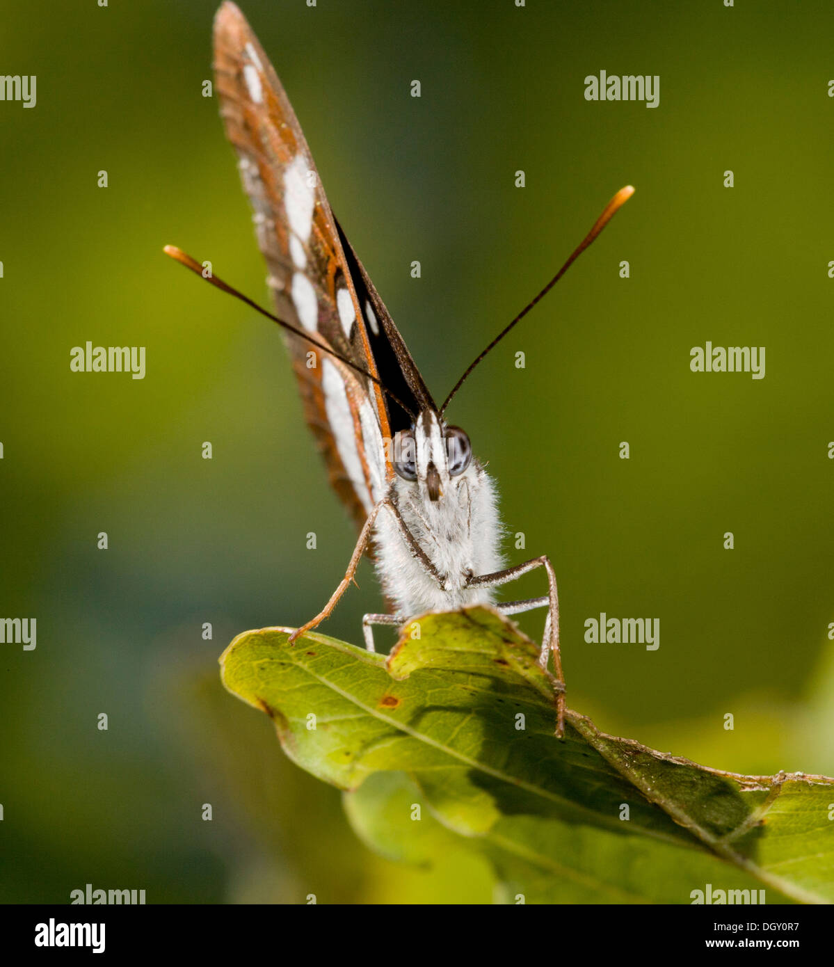 Bianco del sud Admiral, Limenitis reducta risolte con ante chiuse. Brenne, Francia. Foto Stock