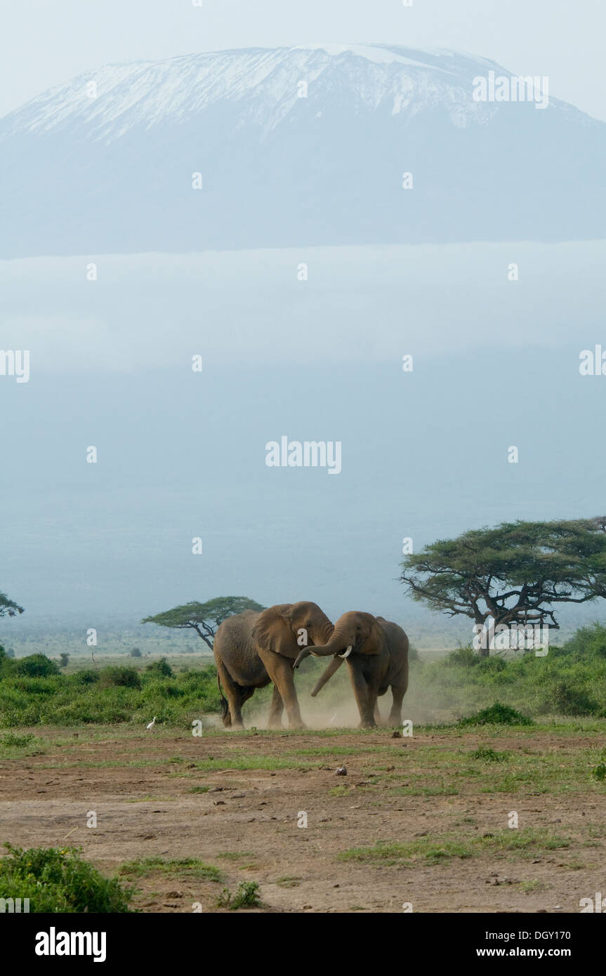 Due bull elefanti africani nella parte anteriore del Mt. Kilimanjaro Foto Stock