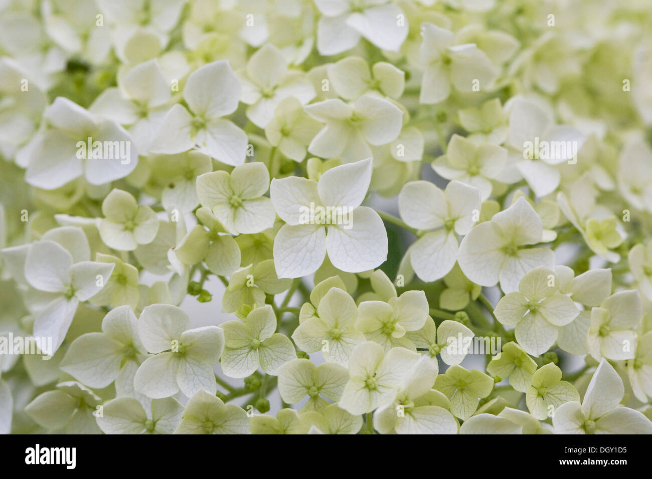 Fiore di ortensie pattern. Foto Stock