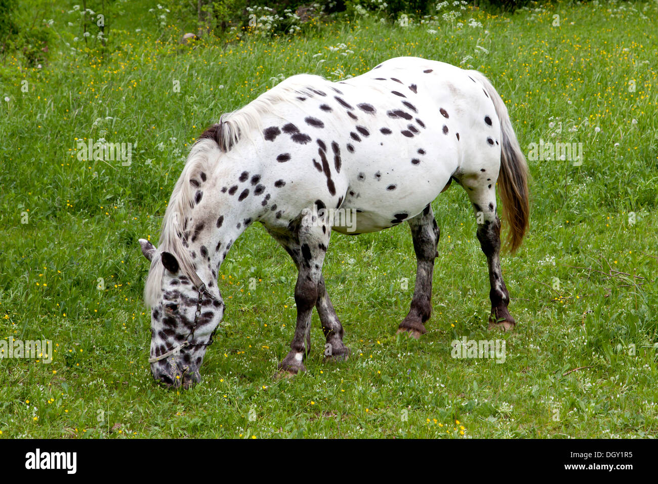 Cavallo bianco con macchie nere su un pascolo nei pressi di Bovec, Slovenia, Europa Foto Stock