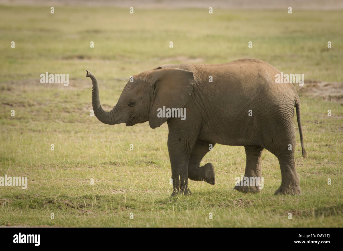 I giovani dell' elefante africano a piedi con il suo tronco fino Foto Stock