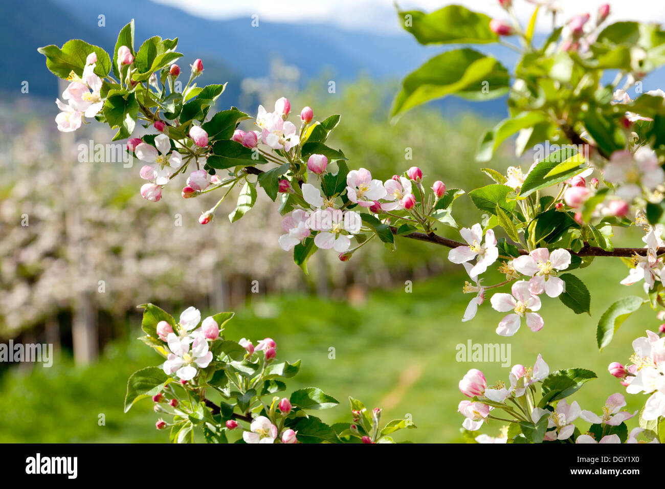 Fiori di Apple in un albero di mele orchard, bei Meran, Alto Adige Provincia, Trentino-Alto Adige, Italia Foto Stock