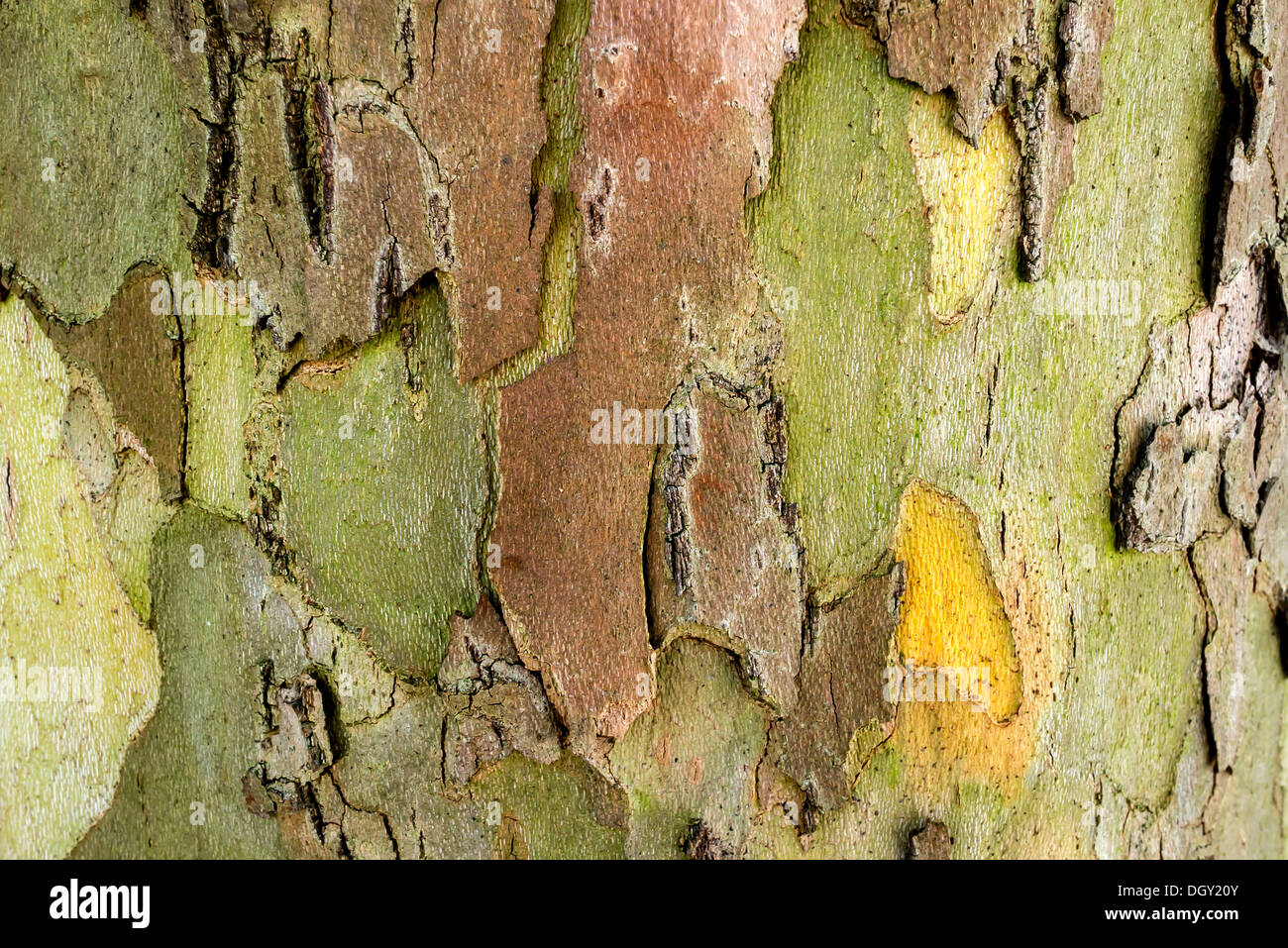 Corteccia di un piano di Londra, Londra planetree o piano ibrido (platanus acerifolia x), Alta Baviera, Baviera, Germania Foto Stock