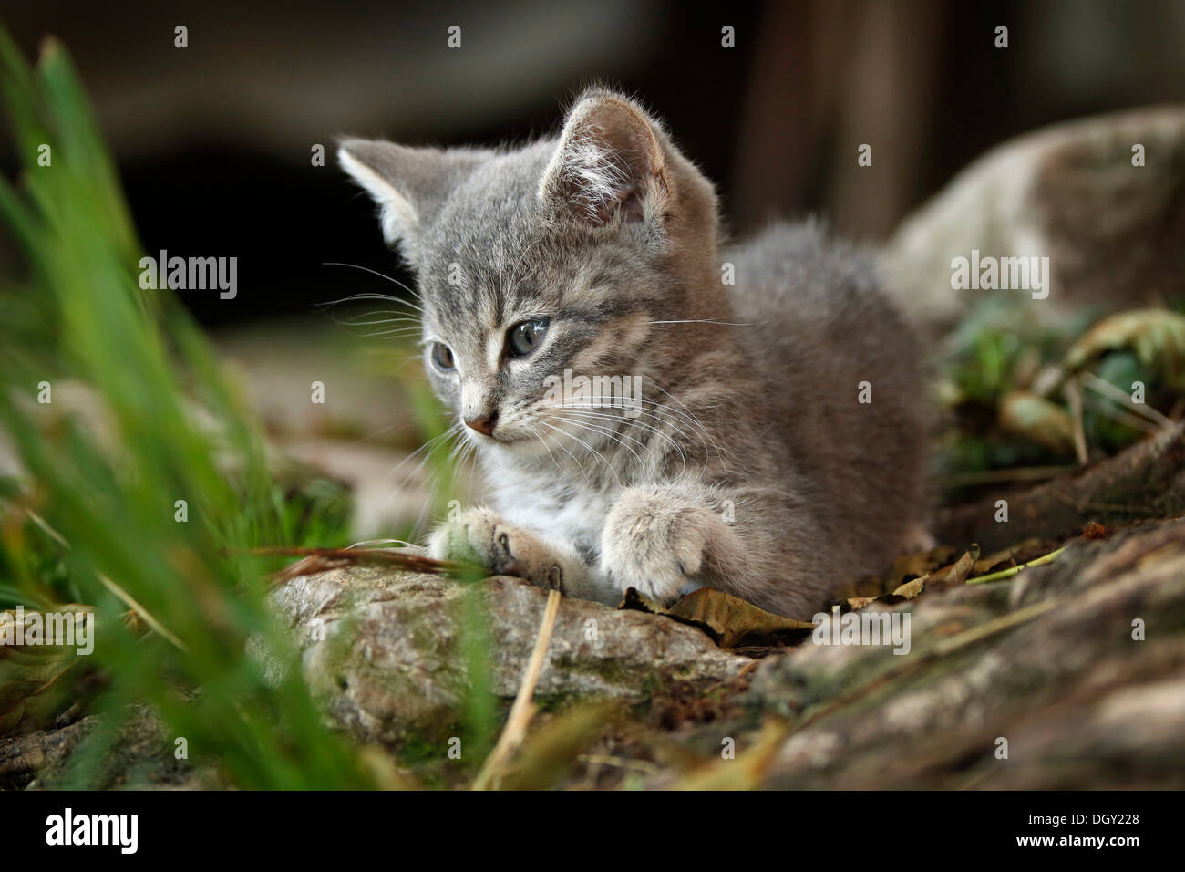 Grigio-argento tabby kitten, circa dieci settimane, semi-villaggio selvatici cat, giacente Foto Stock