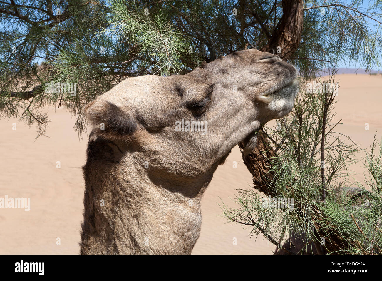 Testa e collo colpo di un cammello dromedario mangiare da un tamarisco Marocco Foto Stock