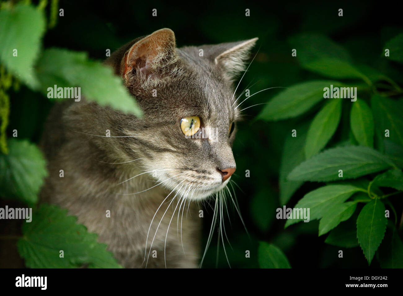 Grigio-argento cat seduti nelle boccole, ritratto Foto Stock