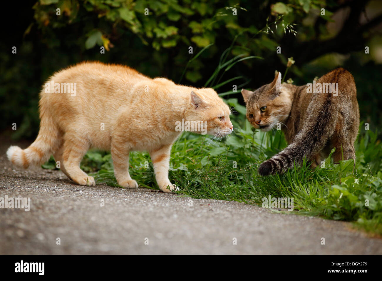 Comportamento tra i maschi rivali, luce Rosso tabby cat dominando un grigio tabby cat Foto Stock