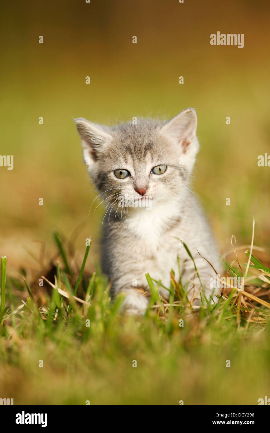 Il gatto domestico, gattino, 6 settimane, grigio chiaro sgombro, seduti in  un prato Foto stock - Alamy