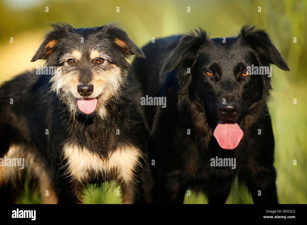 Due femmina mixed-cani di razza Foto Stock