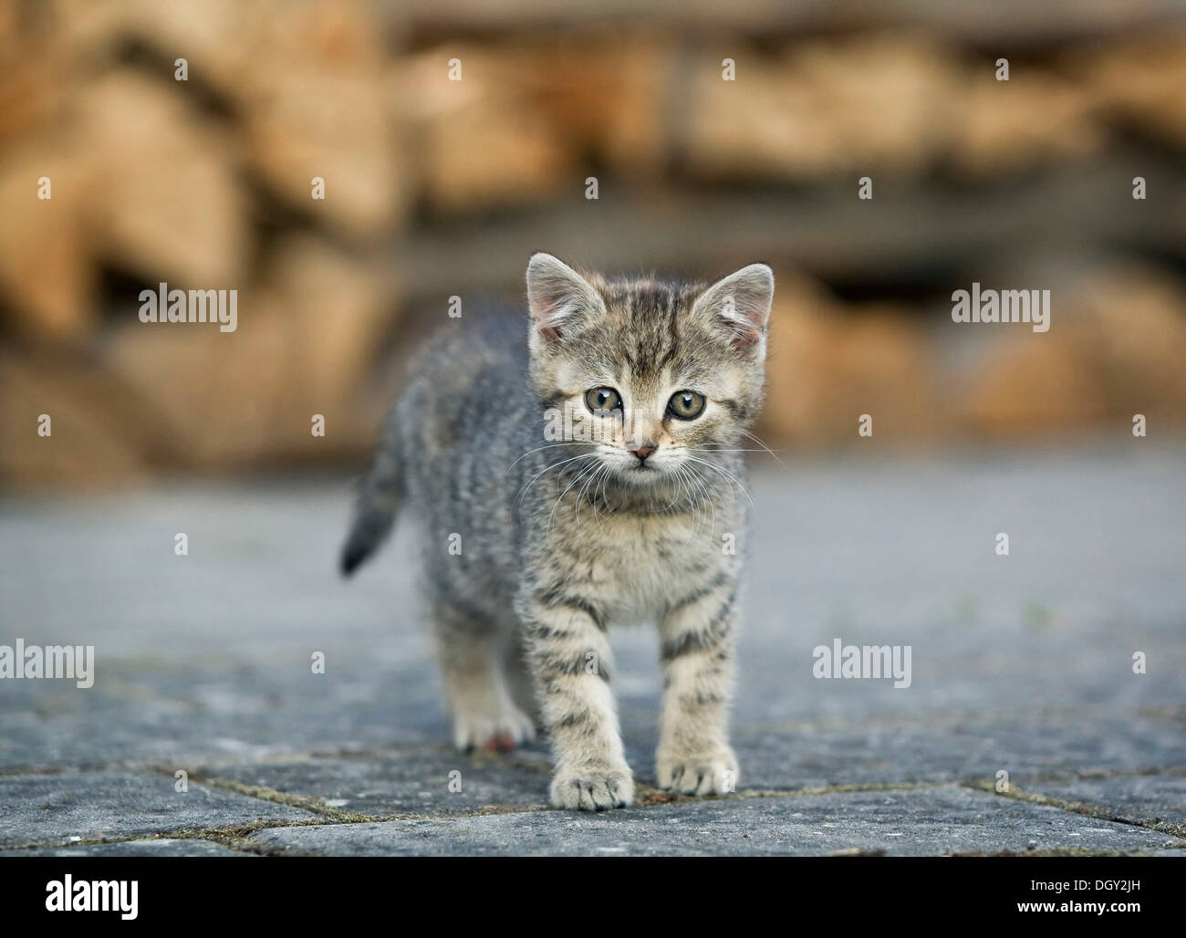 Marrone-tabby gattino in piedi in un cantiere di fronte ad un palo di legno, Satteldorf, Hohelohe, Baden-Württemberg, Germania Foto Stock