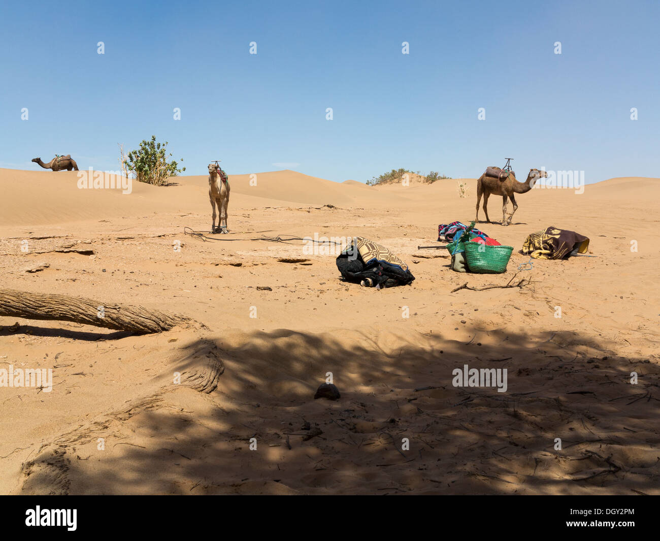 Tre cammelli dromedario hobbled in un desert camp Foto Stock