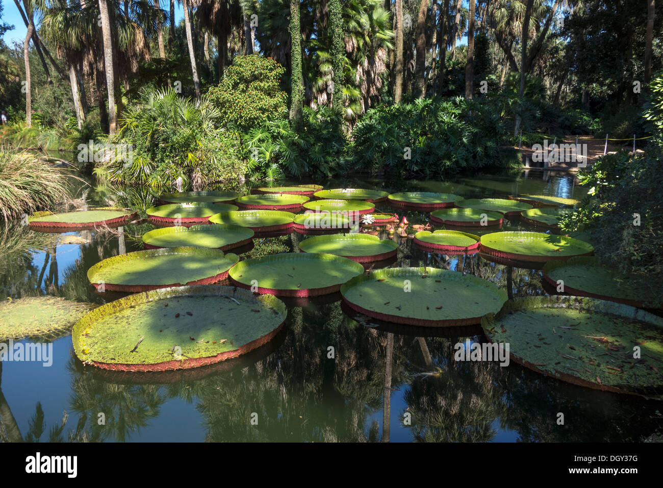 Victoria ninfee a Bok Tower Gardens, lago del Galles, Central Florida, Stati Uniti d'America Foto Stock