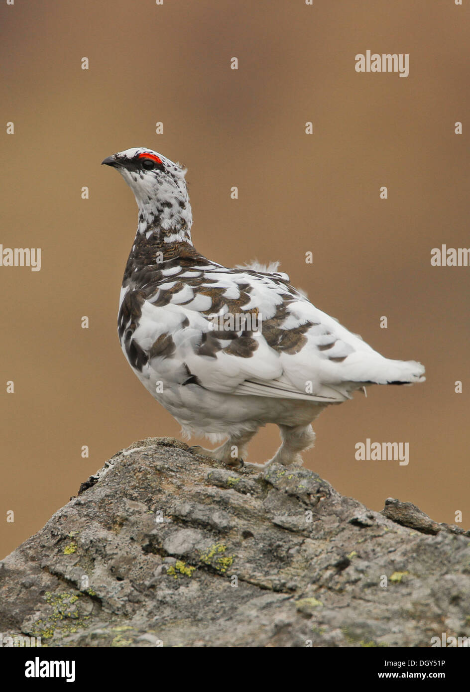 Un maschio di pernice bianca in posa su una roccia con uno sfondo pulito Foto Stock