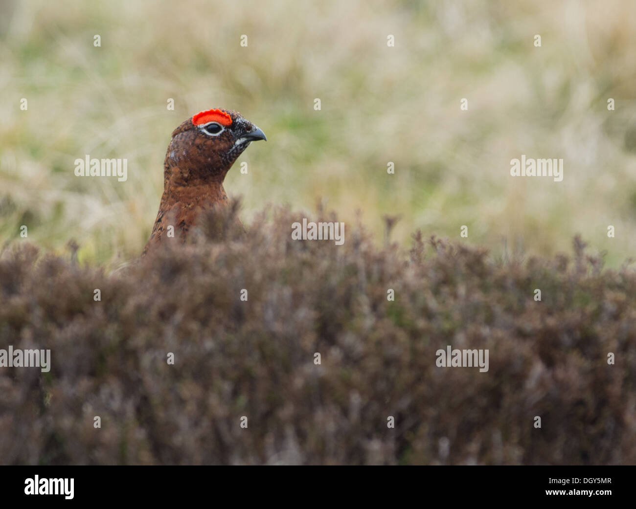 Un red grouse in piedi la heather, nei Cairngorms Foto Stock