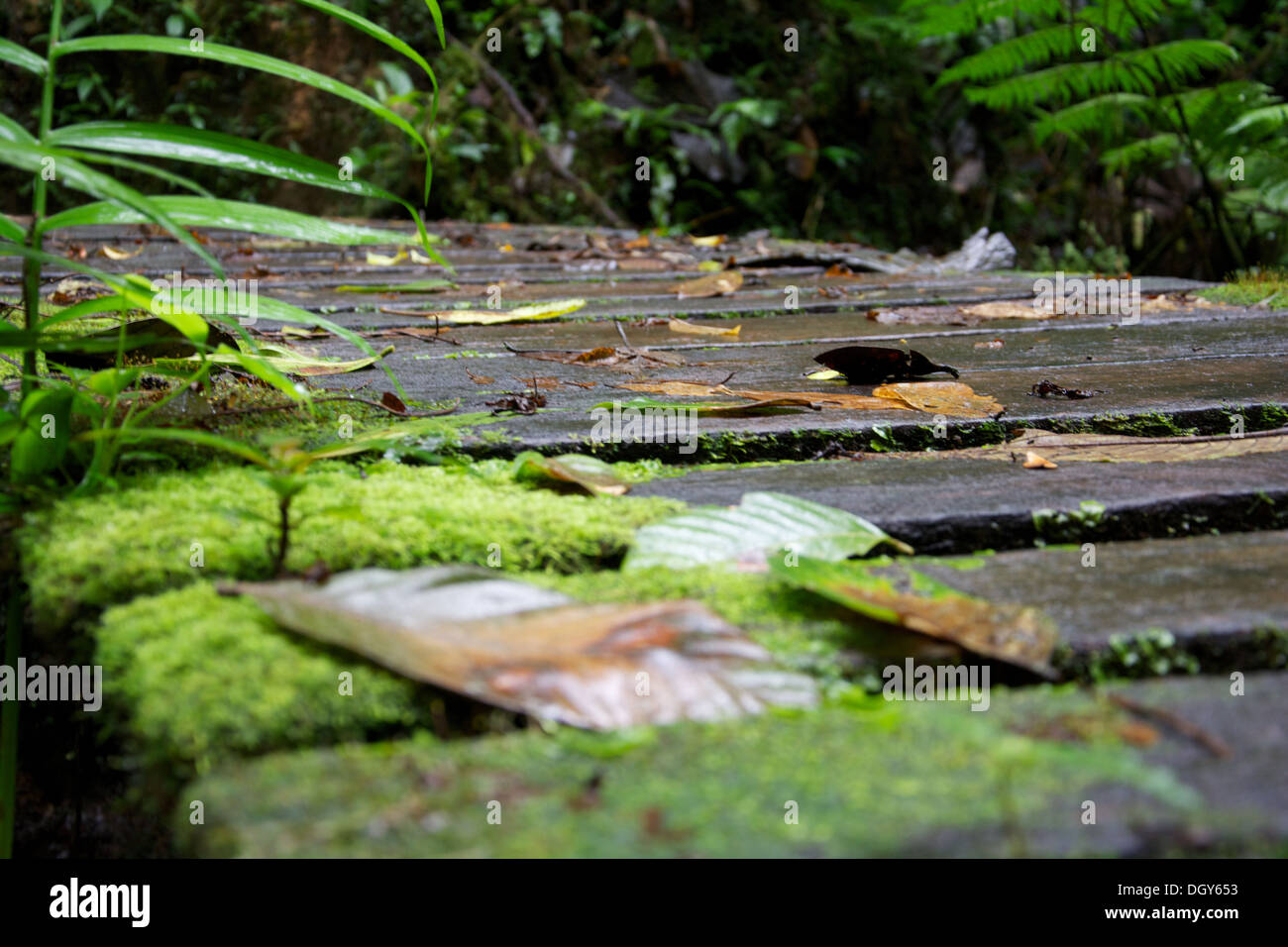 Close-up di un ponte di legno coperto con MOSS e lascia a Santa Elena di riserva biologica Foto Stock