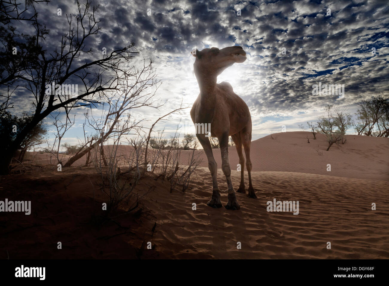Cammello Dromedario parzialmente profilarsi di mangiare da un tamarisco nel deserto con un chiazzato alba cielo dietro Foto Stock