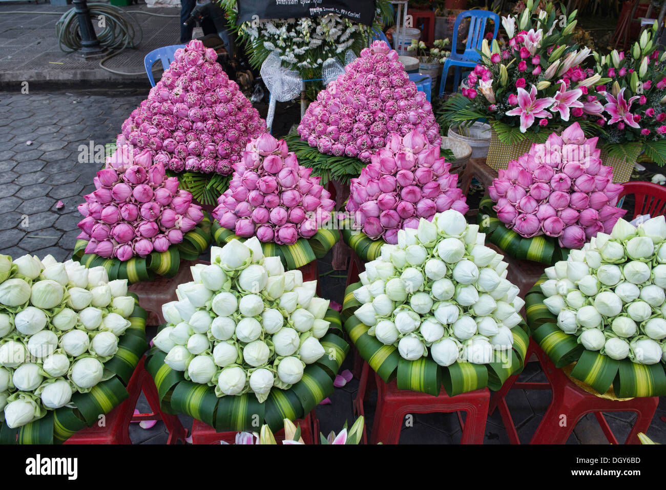 I fiori di loto in vendita al Psar Thmei Mercato, Phnom Penh Cambogia Foto Stock