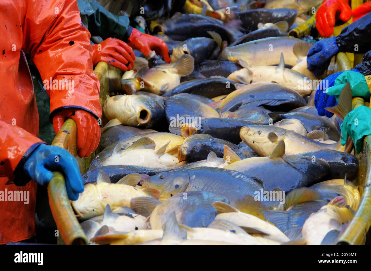 Abfischen - a secco di pesce 15 Foto Stock