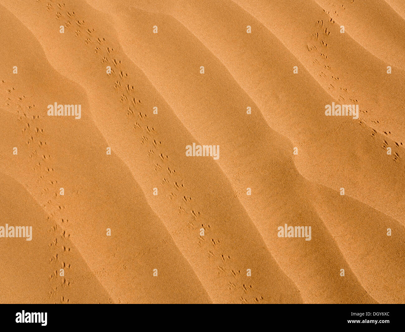 In prossimità del suolo desertico che mostra il vento ha creato la texture e piccole tracce degli animali Foto Stock