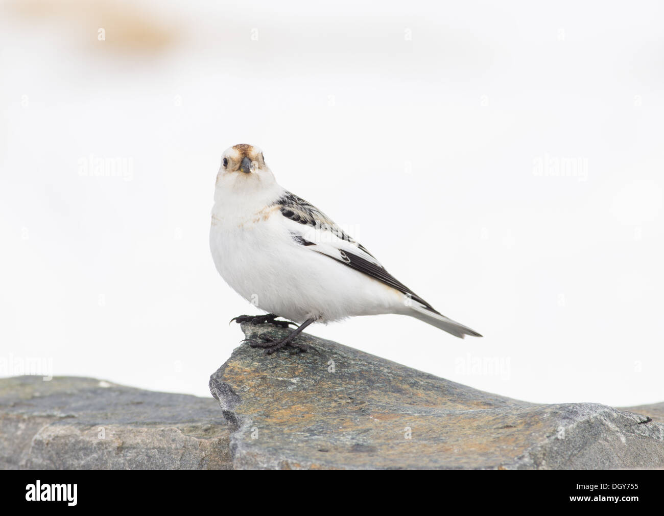 Snow buntings nella neve su una roccia nei Cairngorms Foto Stock