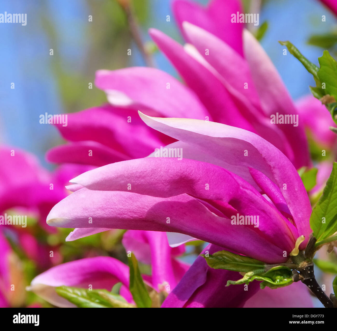 Magnolie - magnolia 24 Foto Stock