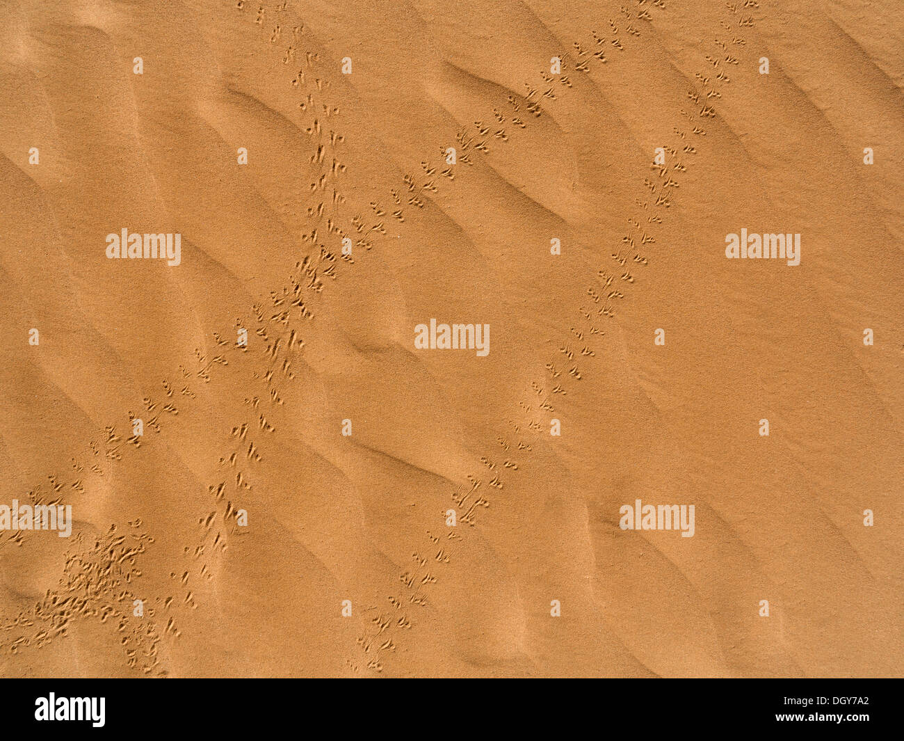 In prossimità del suolo desertico che mostra il vento ha creato la texture e piccole tracce degli animali Foto Stock