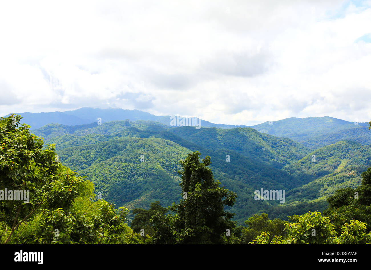 Nebbia di mattina al Tropical Mountain Range, Chiangrai,Thailandia Foto Stock