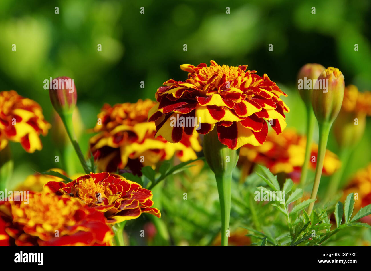 37 di Tagetes Foto Stock