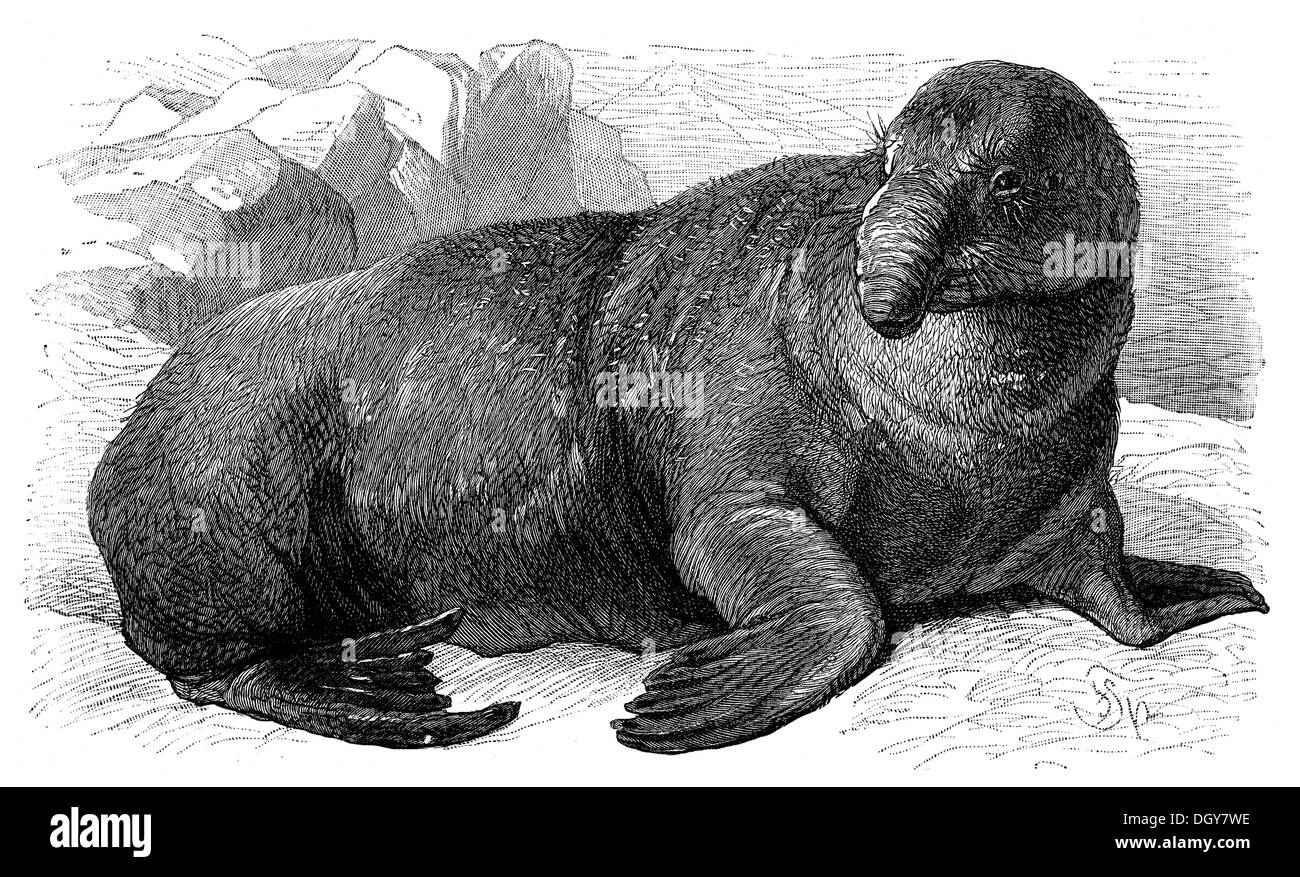 Sea-Elephant (Cystophora Proboscidea), un'illustrazione da Meyers Konversationslexikon encyclopedia, 1897 Foto Stock