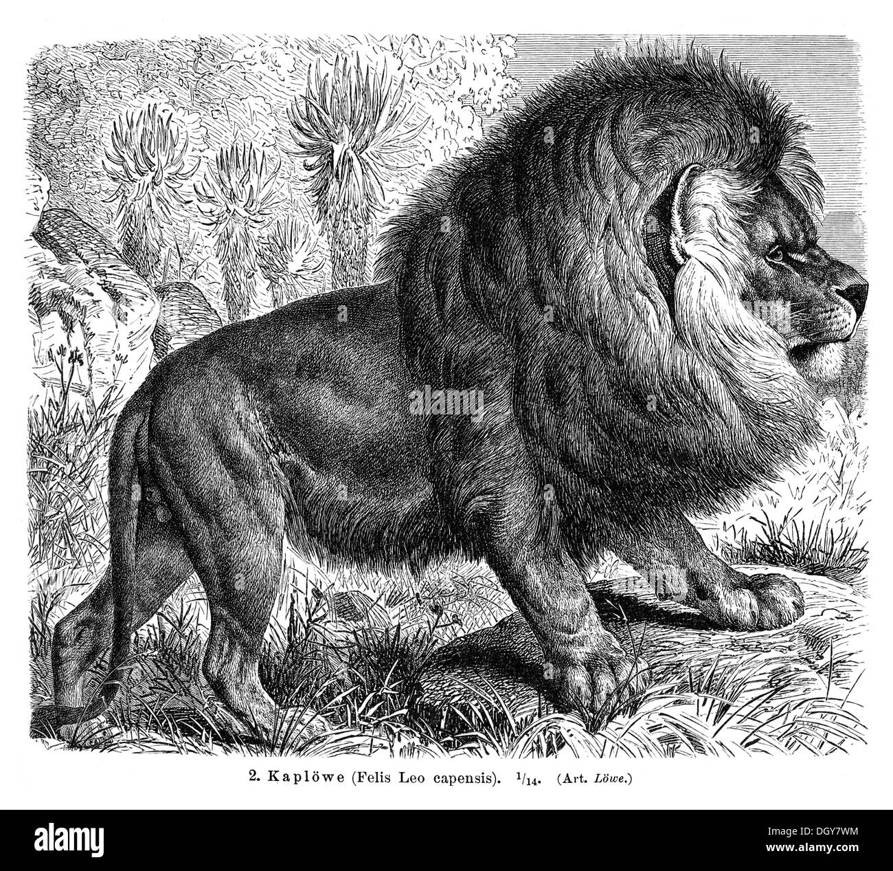 Cape Lion (Felis leo capensis), Illustrazione da Meyers Konversations-Lexikon enciclopedia, 1897 Foto Stock