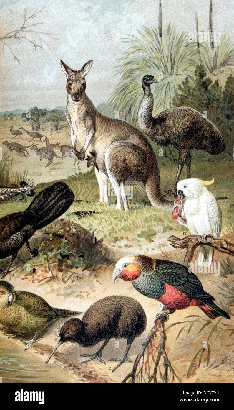 Pannello sulla fauna australiana, da Meyers Konversationslexikon encyclopedia, 1897 Foto Stock