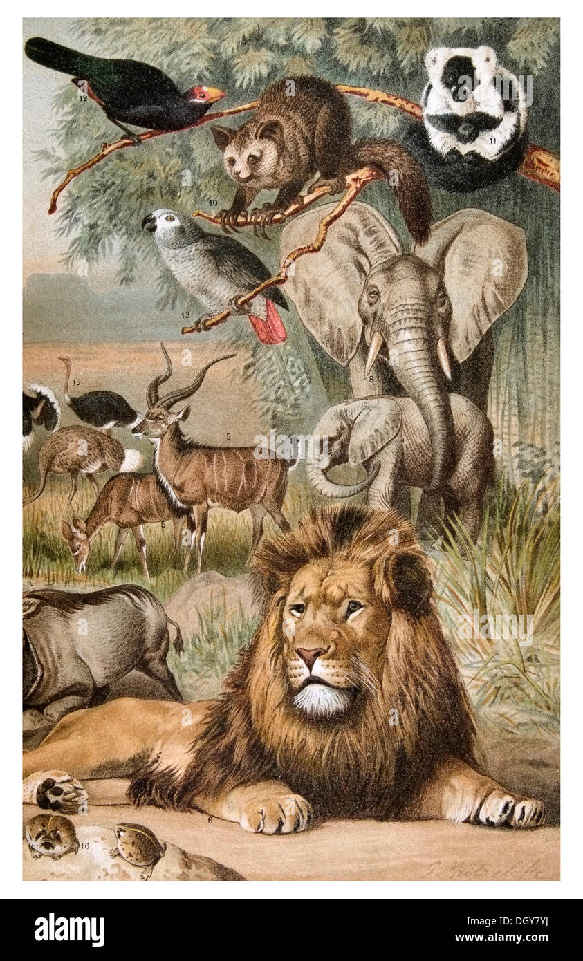 Pannello sulla fauna etiope, da Meyers Konversationslexikon encyclopedia, 1897 Foto Stock