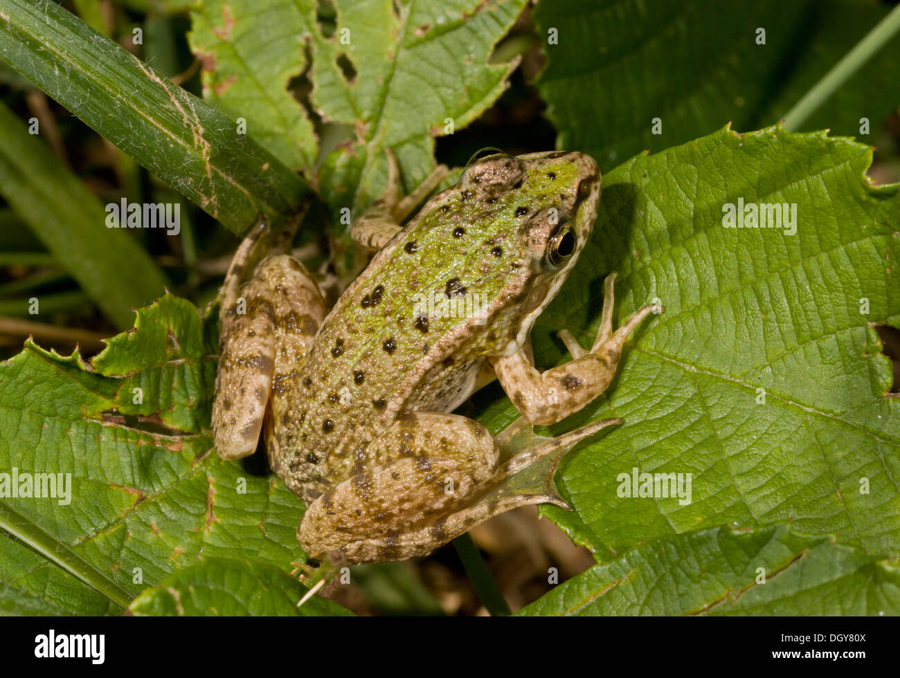 Giovani Rana Verde Pelophylax kl. esculentus, (Rana esculenta) Brenne, Francia. Foto Stock