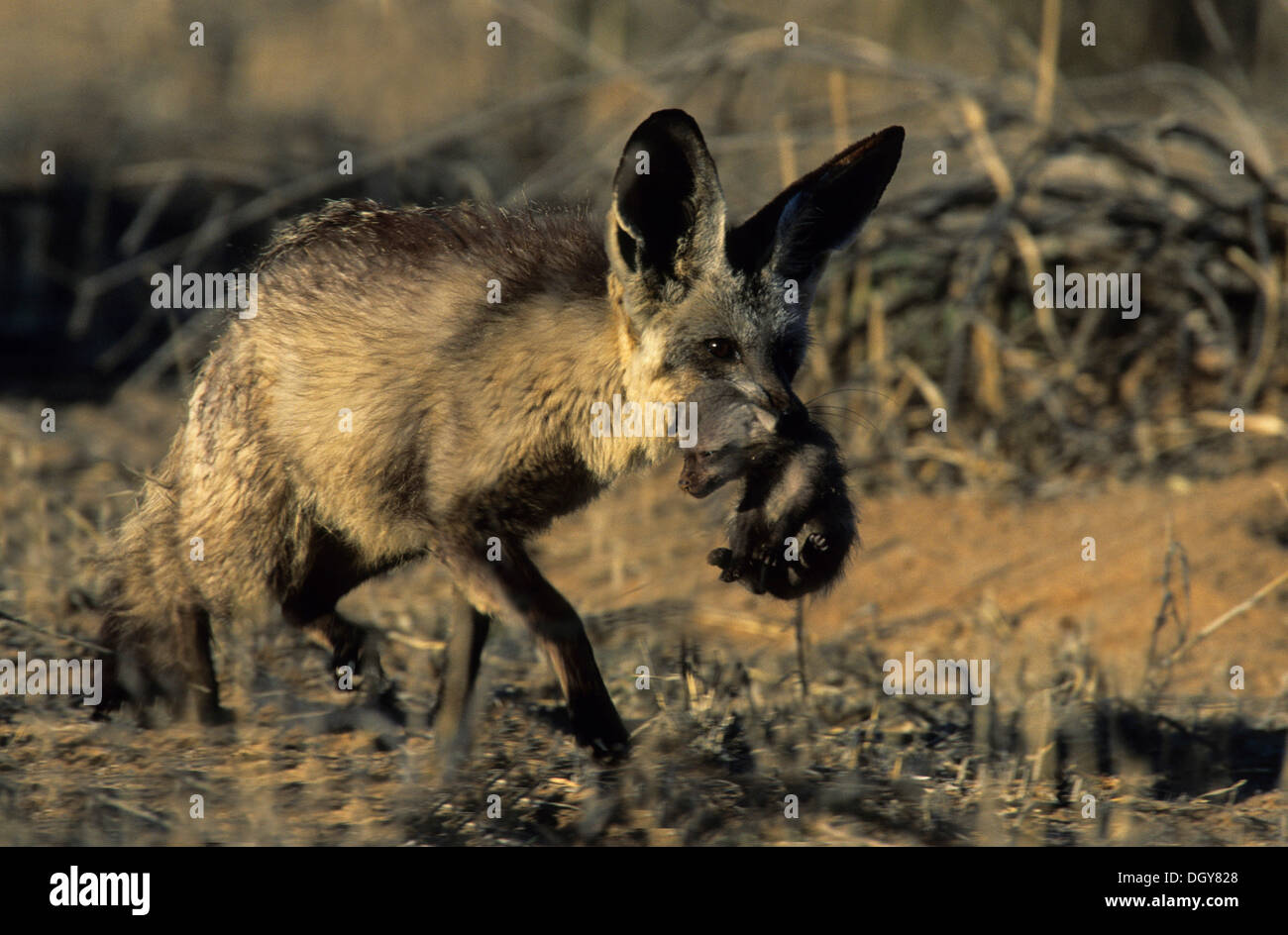 Bat-eared Fox (otocyon megalotis), femmina adulto di portare pup, kgalgadi parco transfrontaliero, il Kalahari, Sud Africa e Africa Foto Stock