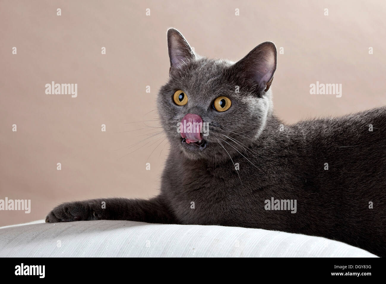 Blue British Shorthair cat leccare il suo naso, giacente Foto Stock