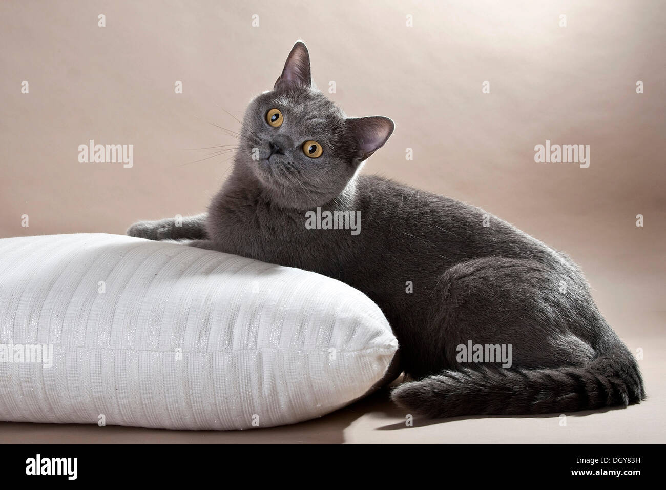 Blue British Shorthair Gatto sdraiato su un cuscino Foto Stock