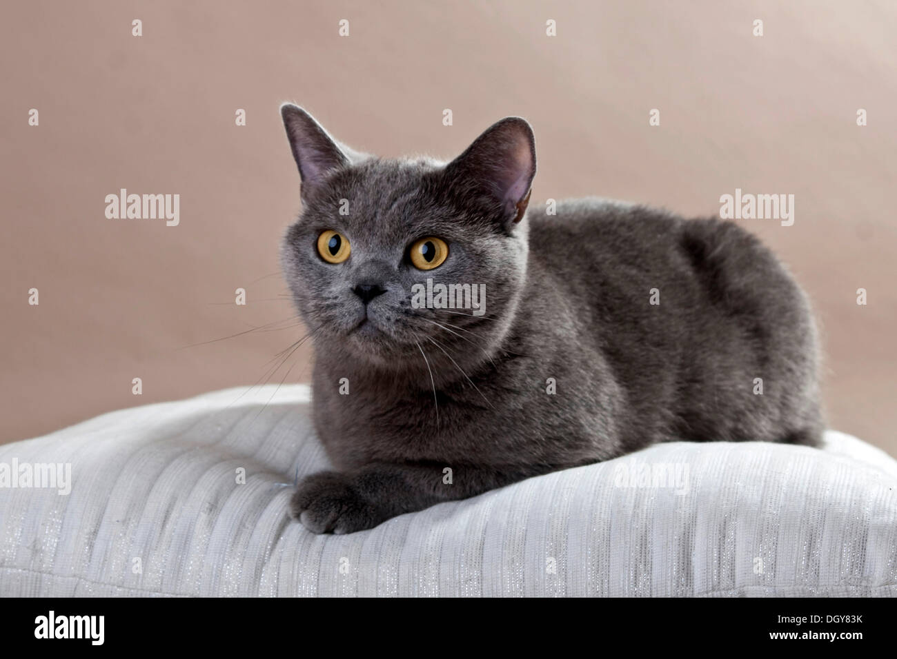 Blue British Shorthair cat seduto su un cuscino Foto Stock