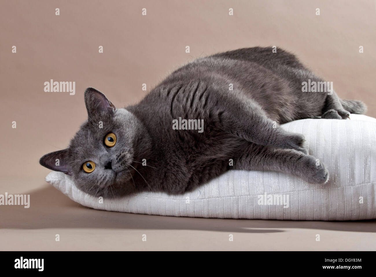 Blue British Shorthair Gatto sdraiato sul suo lato Foto Stock