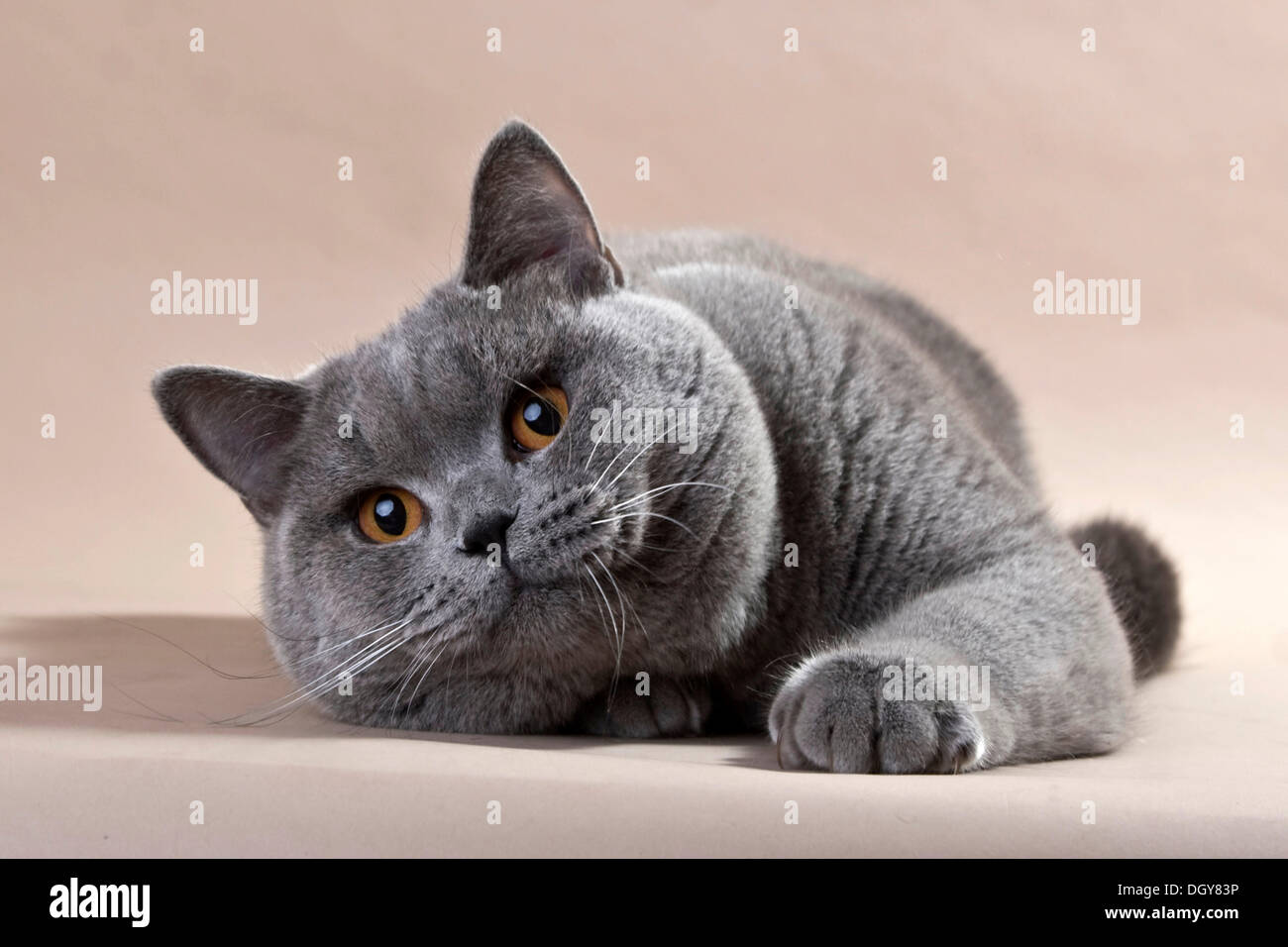 Blue British Shorthair Gatto sdraiato sul pavimento Foto Stock