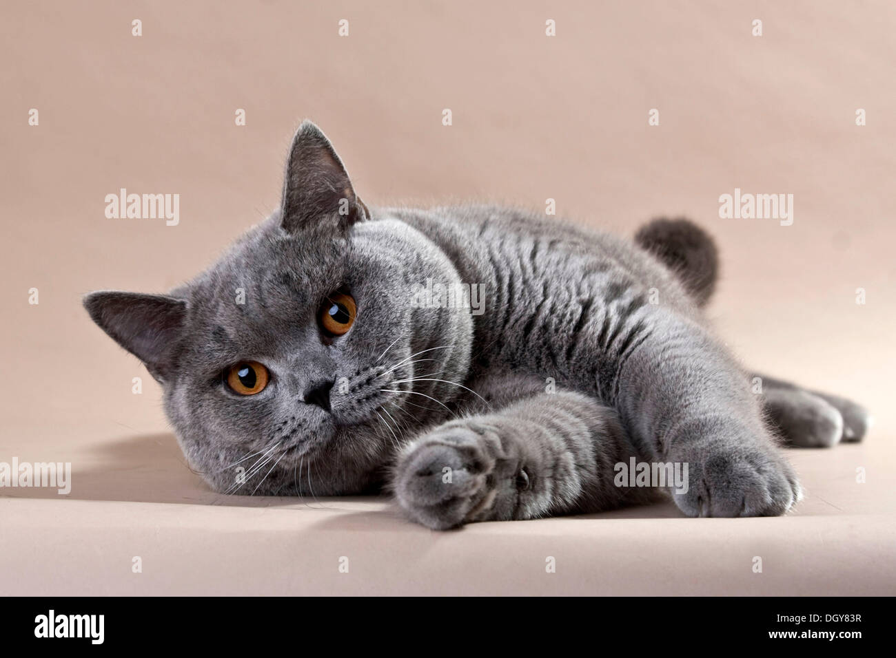 Blue British Shorthair Gatto sdraiato sul pavimento Foto Stock