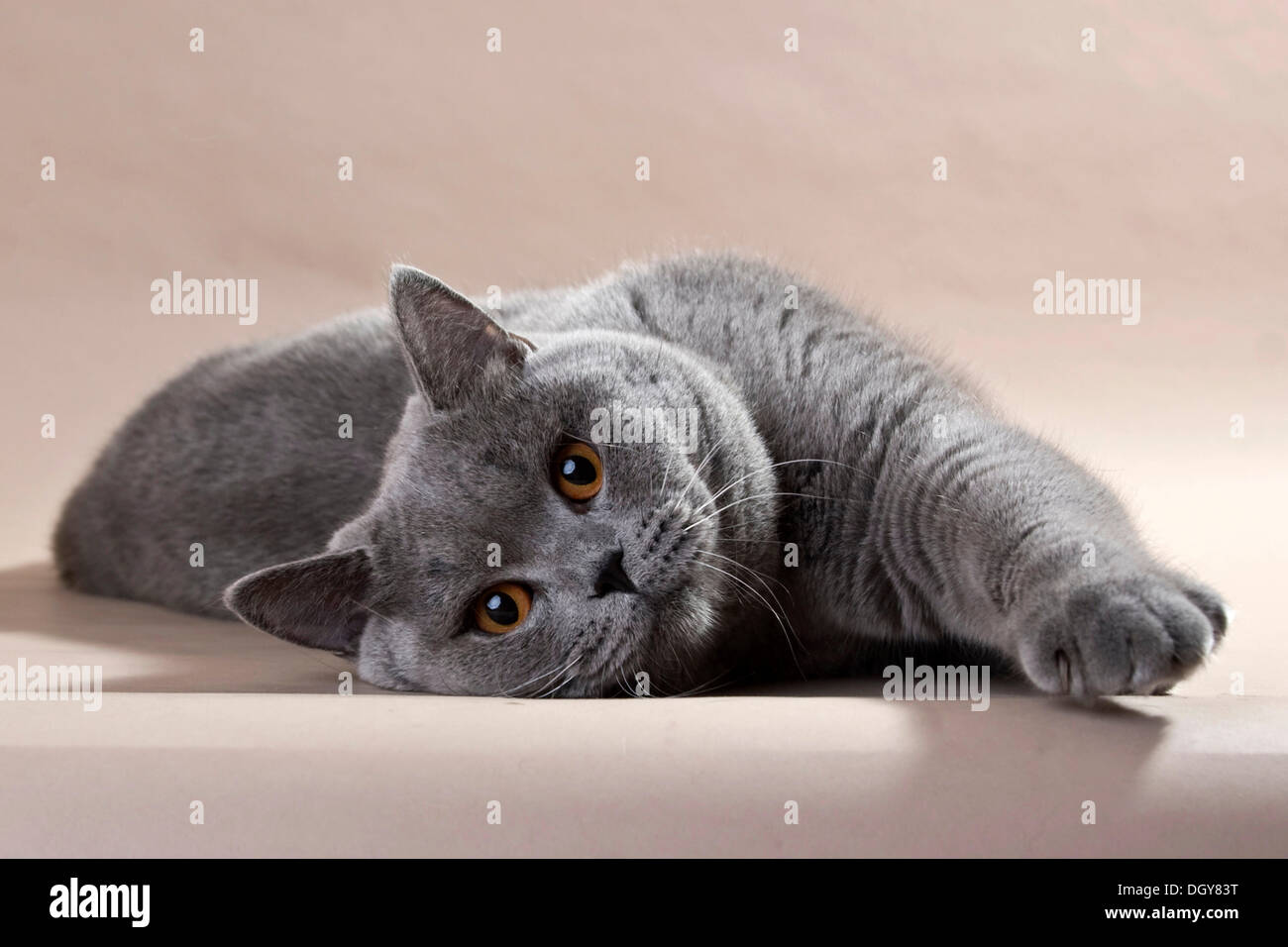 Blue British Shorthair Gatto sdraiato sul suo lato Foto Stock