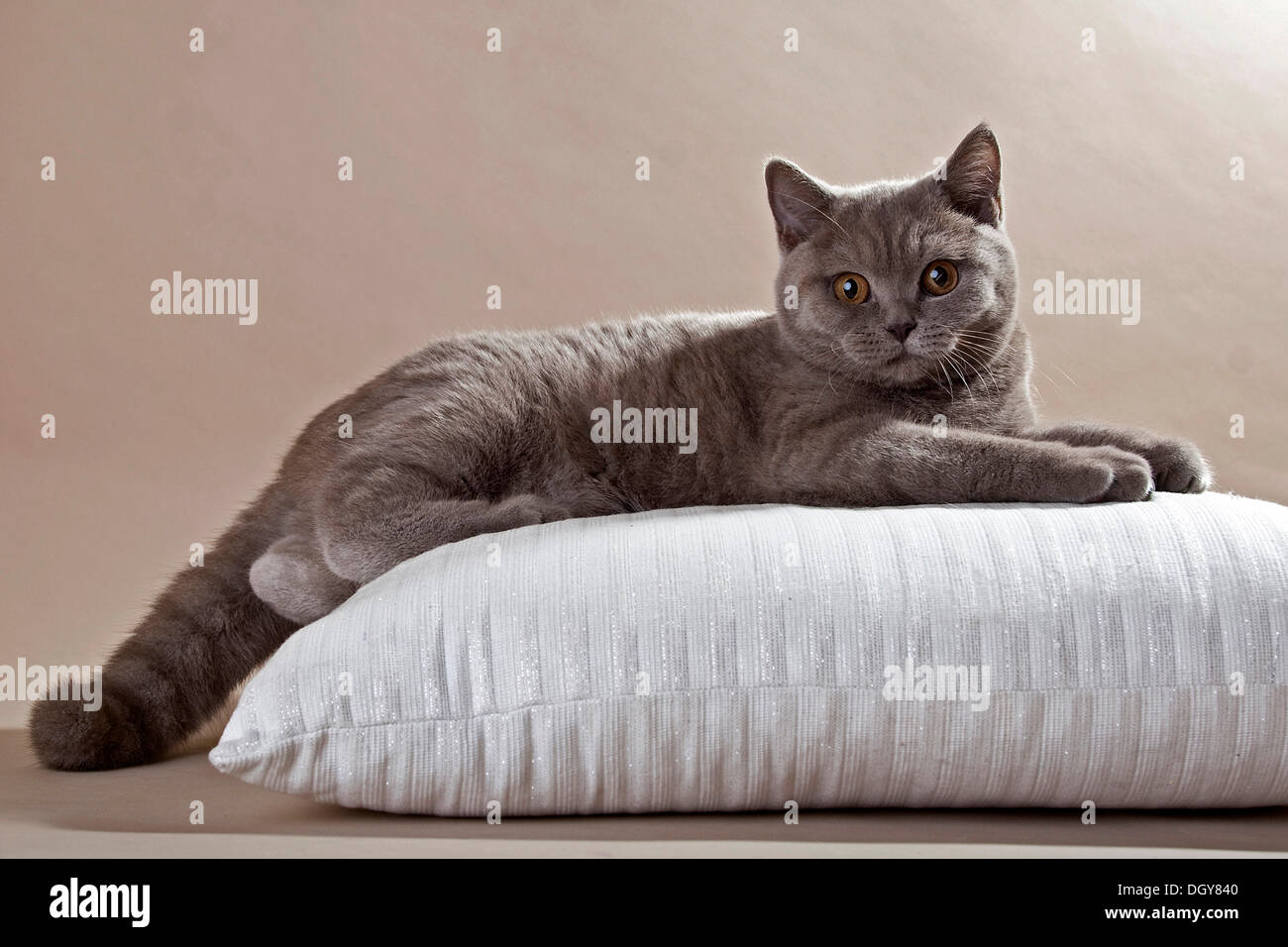 Lilac British Shorthair Gatto sdraiato su un cuscino Foto Stock