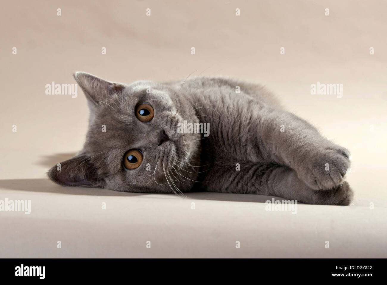 Lilac British Shorthair Gatto sdraiato sul suo lato Foto Stock
