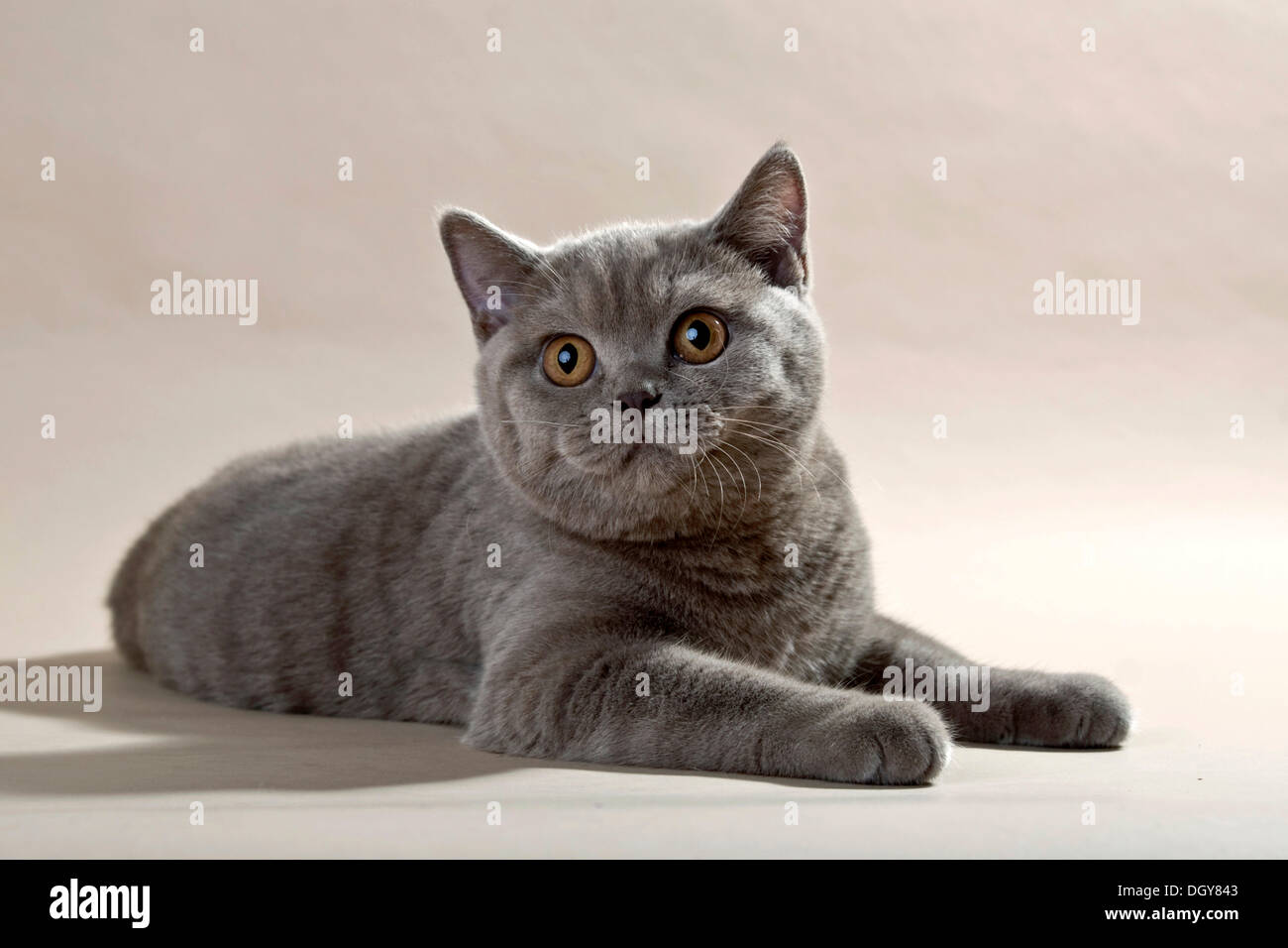 Lilac British Shorthair Gatto sdraiato sul pavimento Foto Stock